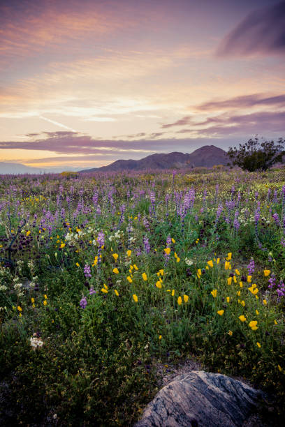joshua tree national park, sunset on california wildflower super bloom 2019 - poppy purple flower close up imagens e fotografias de stock