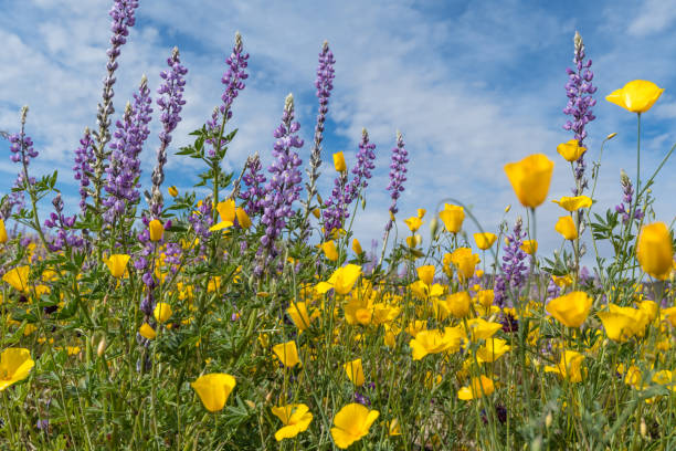 joshua tree national park, california wildflower super bloom 2019 - poppy purple flower close up imagens e fotografias de stock