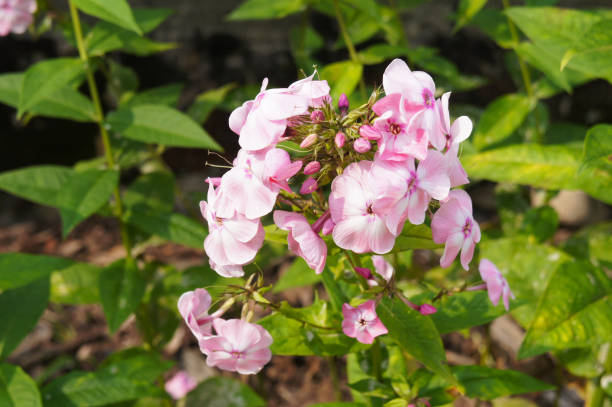 istock Phlox paniculata pink flowers in garden 1136657941