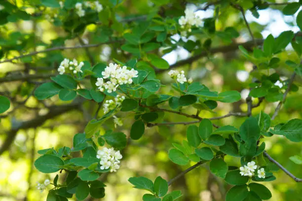 Amelanchier spicata or low juneberry or dwarf serviceberry blossoming branch of tree