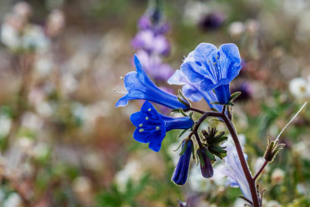 joshua tree nationalpark, california wildflower super bloom 2019 - wildflower california desert spring stock-fotos und bilder