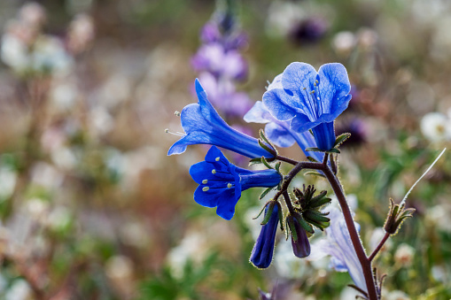 Joshua Tree National Park, California Wildflower Super Bloom, close-up of canterbury bell flower.