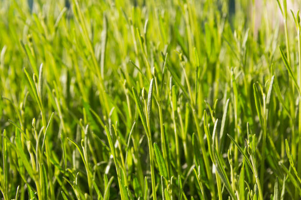 istock Background of freshly born lavender plants on a sunny spring day 1136658517