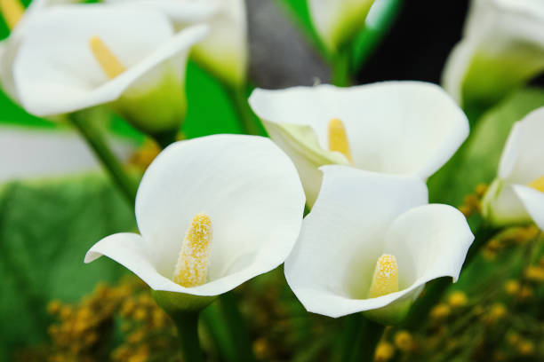 Calla flower bouquet Calla flower bouquet calla lily stock pictures, royalty-free photos & images