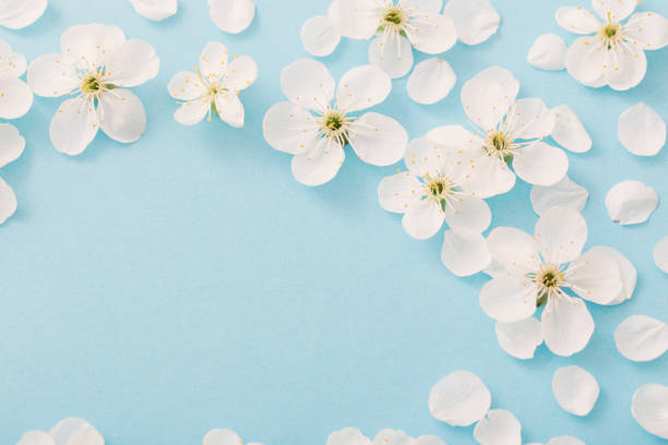 istock cherry flowers on paper background 1136659538