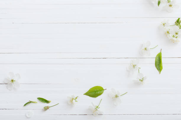 istock spring flowers on white wooden background 1136659540
