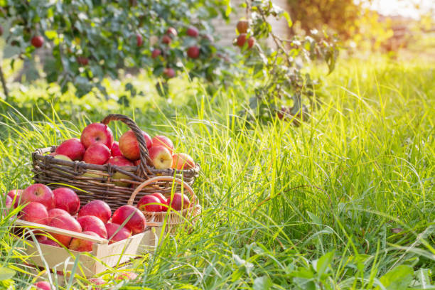 istock red apples on green grass in orchard 1136659577