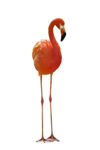 Photo of red flamingo (Phoenicopterus ruber) isolated on a white