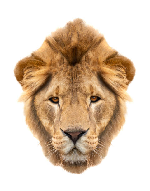istock Portrait lion (Panthera leo) isolated on a white 1136659882