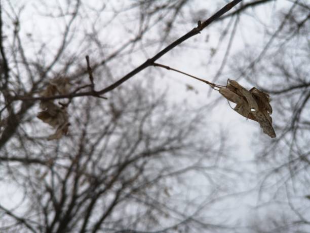 Lonely dry old leaf on a branch in winter, early spring
