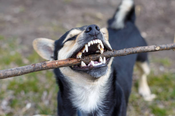 istock Cute puppy playing with a wooden stick for a walk. Beautiful mongrel. 1136661054
