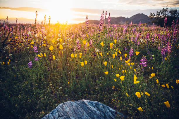 Joshua Tree National Park, sunset on California Wildflower Super Bloom 2019 Joshua Tree National Park, California Wildflower Super Bloom coachella valley photos stock pictures, royalty-free photos & images