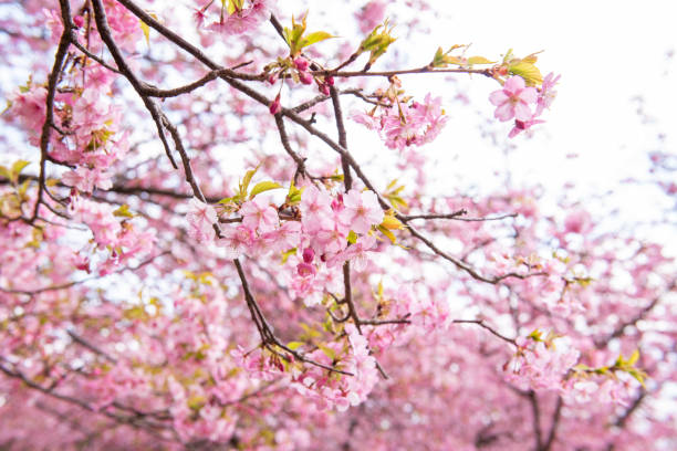 istock Beautiful Cherry Blossom in Matsuda , Japan 1136662428
