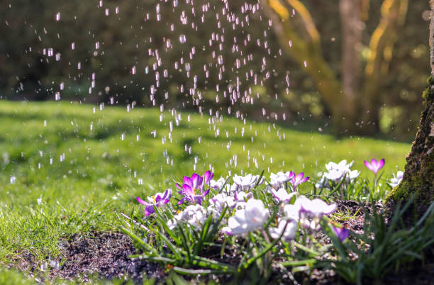 Watering flowers in garden at spring sunny day from watering can. Blooming crocuses under rain with backlight.