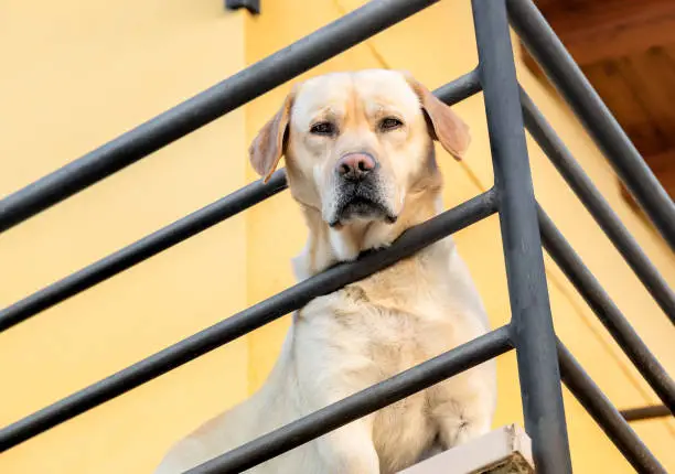 Photo of Labrador Retriever looking through a metal railing from the balcony.