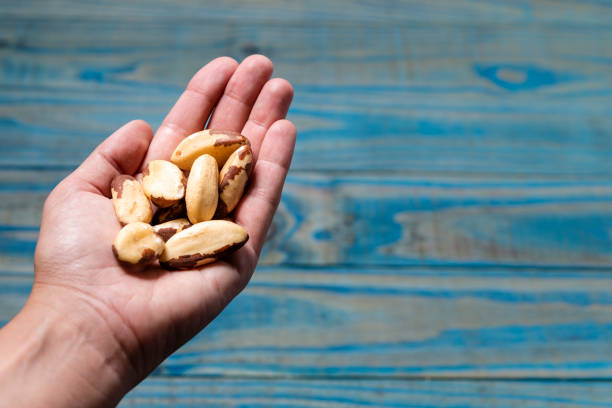 Female left hand holding brazilian nut for on over blue pine wood background Female left hand holding brazilian nut for on over blue pine wood background. palm fiber stock pictures, royalty-free photos & images