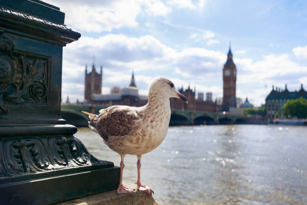 Seagull in front of Big Ben and Westminster Bridge.