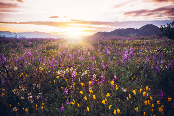 parc national de joshua tree, coucher de soleil sur california wildflower super bloom 2019 - wildflower flower field meadow photos et images de collection