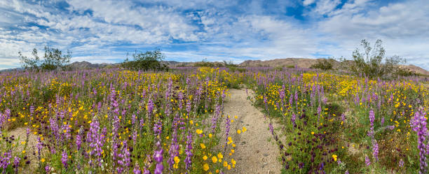 joshua tree national park, california wildflower super bloom 2019 - poppy purple flower close up imagens e fotografias de stock