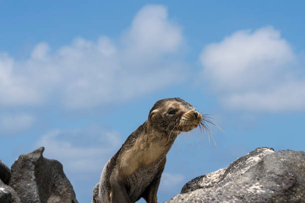 Young sea lion crawling on black volcanic rocks against blue sky seeking for his mother. Mosquera island, Galapagos