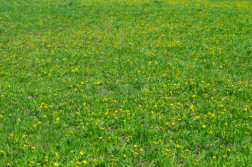 Green lawn with yellow flowering dandelions in spring