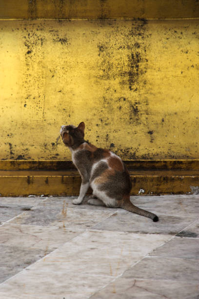 Cat at the Sule Pagoda, Yangon A cat in the Sule Pagoda complex in central Yangon, Myanmar. sule pagoda stock pictures, royalty-free photos & images