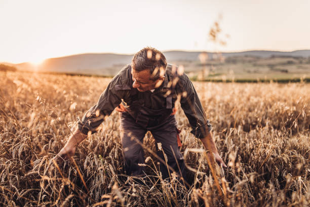 istock Senior farmer examining his crops 1136670659