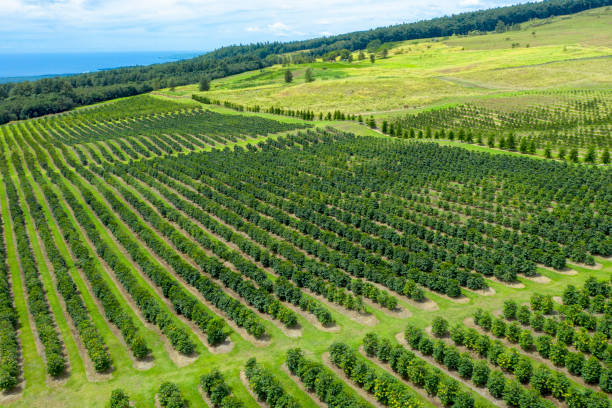 antena de la plantación de café de kona en big island, hawái - kona coffee fotografías e imágenes de stock