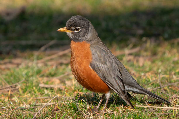 istock American Robin on grassy lawn, in springtime 1136671691