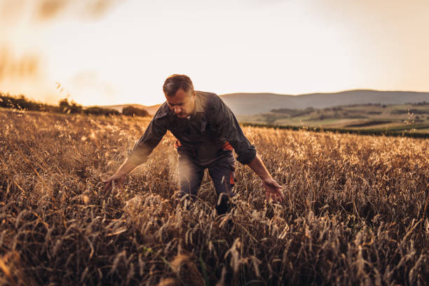 istock Senior man examining crops before harvesting 1136672046