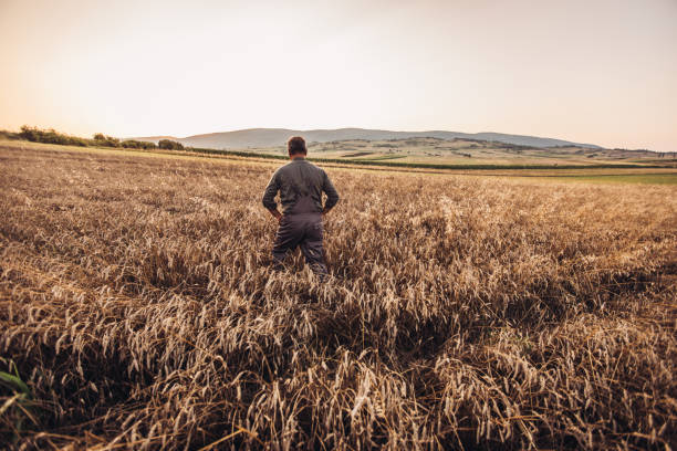 istock Senior farmer walking in field 1136673311