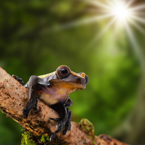 Rana árbol tropical tomando el sol, Dendropsophus Manonegra - foto de stock