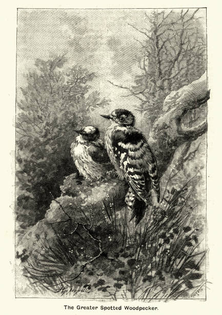 Woodcut engraving of Greater Spotted Woodpecker, Victorian 19th Century Vintage engraving of Woodcut engraving of Greater Spotted Woodpecker, Victorian 19th Century dendrocopos major stock illustrations