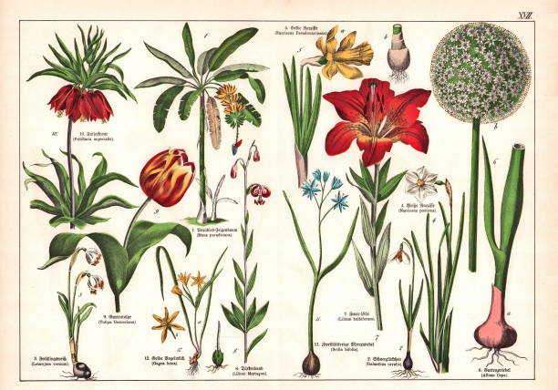 ilustrações de stock, clip art, desenhos animados e ícones de 19th century - original scanned  antique victorian style botanical lithographs boards with corresponding caption in latin and old german script. munich 1880 - 1889, germany. - caption