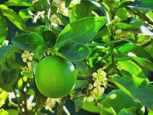 lima limón - lime fruit citrus fruit portion fotografías e imágenes de stock
