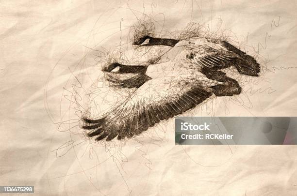 Sketch Of A Canada Geese Taking To Flight From The Water Stock Illustration - Download Image Now