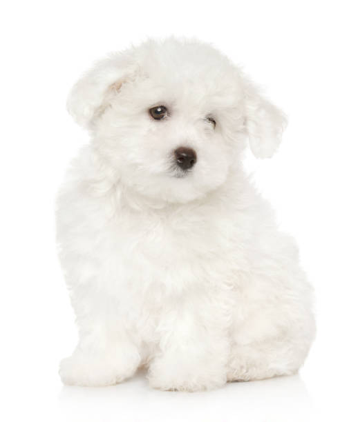 istock Sad Bichon Frise puppy on white background 1136675825