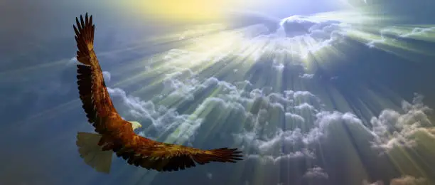 Photo of Eagle in the sky