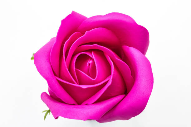 istock Crimson rose flower on white background 1136677807