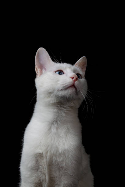 istock White Turkish Angora Cat , isolated on black 1136678128