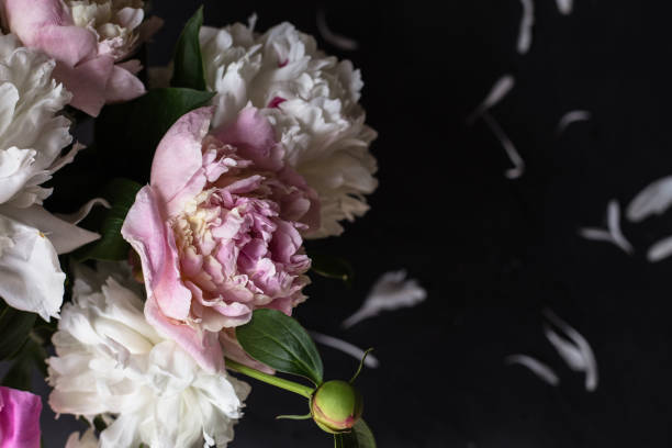 istock Peonies bouquet on black background 1136678258