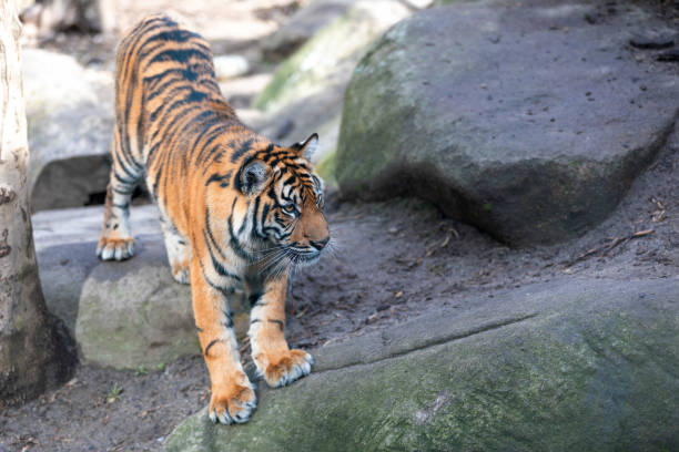 istock Sumatran Tiger, Panthera tigris sumatrae 1136678275