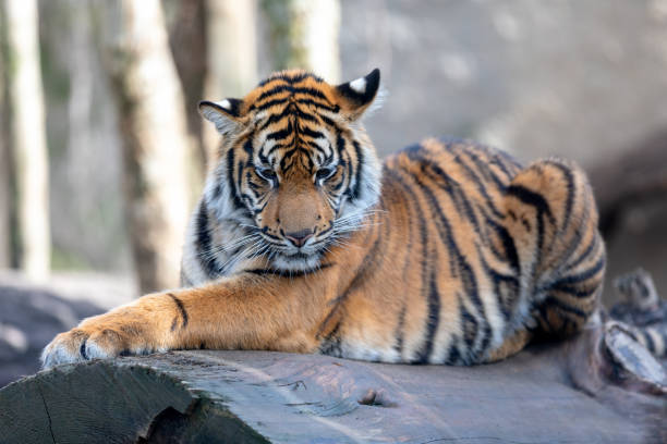 istock Sumatran Tiger, Panthera tigris sumatrae 1136678364