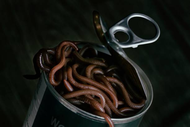 A Dramatic Illustration of the Proverbial Open Can Of Worms stock photo