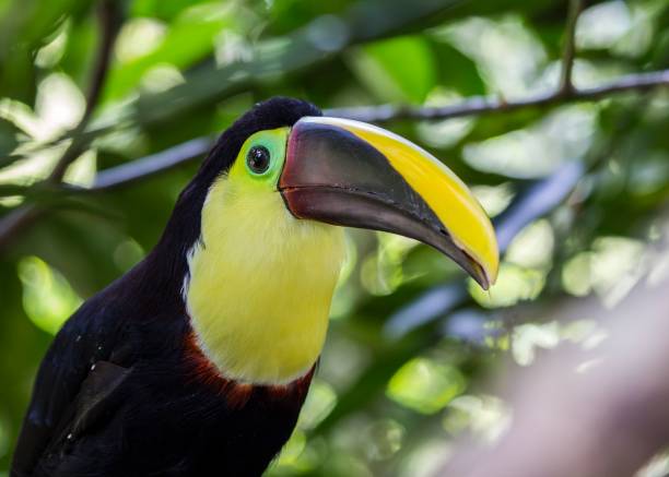 istock Chestnut-Mandibled Toucan (Ramphastos ambiguus swainsonii) 1136679551