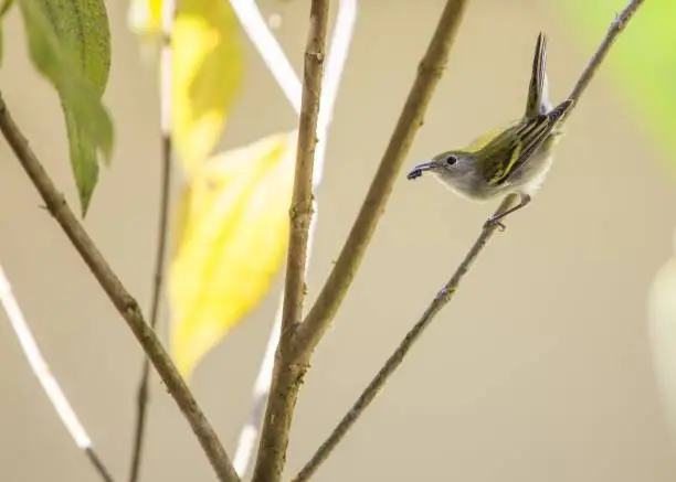 Photo of Chestnut-Sided Warbler (Setophaga pensylvanica)