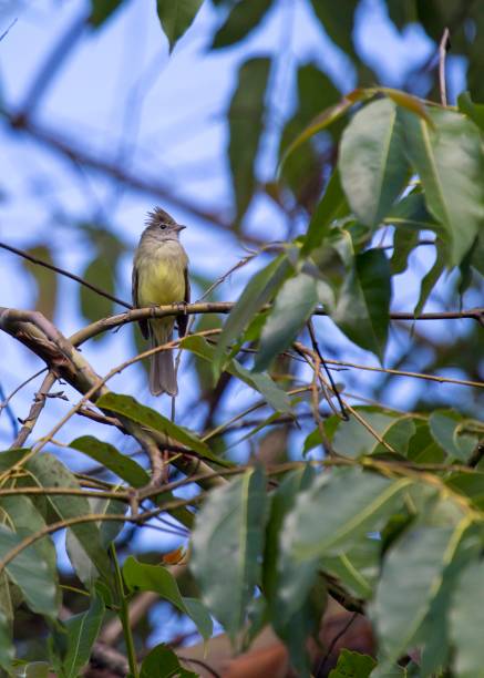 istock Yellow-Bellied Elaenia (Elaenia flavogaster) 1136680454