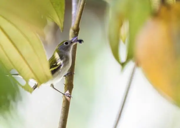 Photo of Chestnut-Sided Warbler (Setophaga pensylvanica)