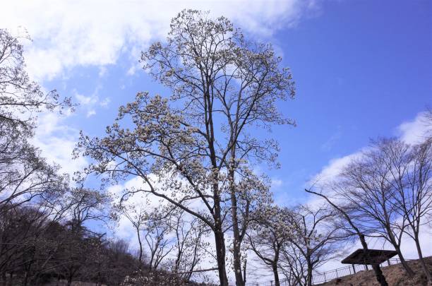 美しいマグノリアの木、花、素敵な天気と青空と初夏の公園 - sunlight flower magnolia flower head ストックフォトと画像