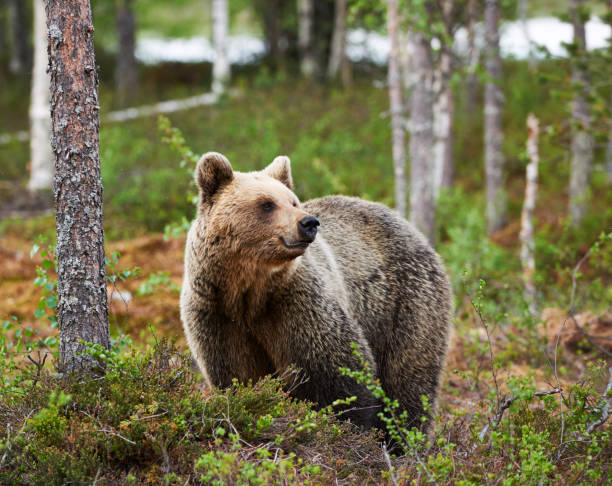 istock Beautiful female brown bear in Finland 1136680824